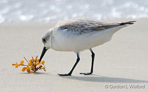 Stopping To Smell The Berries_41919.jpg - Sanderling (Calidris alba)Photographed along the Gulf coast on Mustang Island near Corpus Christi, Texas, USA.